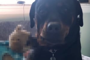 イタズラ好きな子犬に噛まれるも、心の広い大型犬のお姉ちゃんは決して怒りません