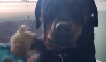 イタズラ好きな子犬に噛まれるも、心の広い大型犬のお姉ちゃんは決して怒りません