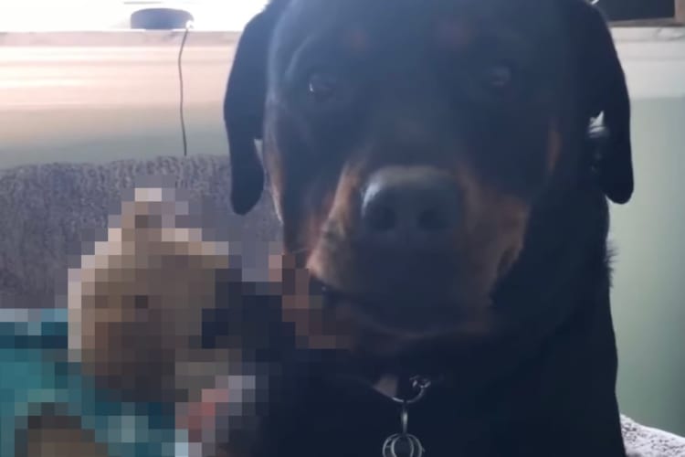 イタズラ好きな子犬に噛まれるも、心の広い大型犬のお姉ちゃんは決して怒りません