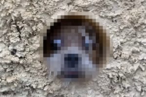 「お客様だよ～」塀の穴から外をのぞき見する犬。その姿はホラー映画『シャイニング』のあのシーンを彷彿させるものでした！