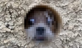 「お客様だよ~」塀の穴から外をのぞき見する犬。その姿はホラー映画『シャイニング』のあのシーンを彷彿させるものでした!