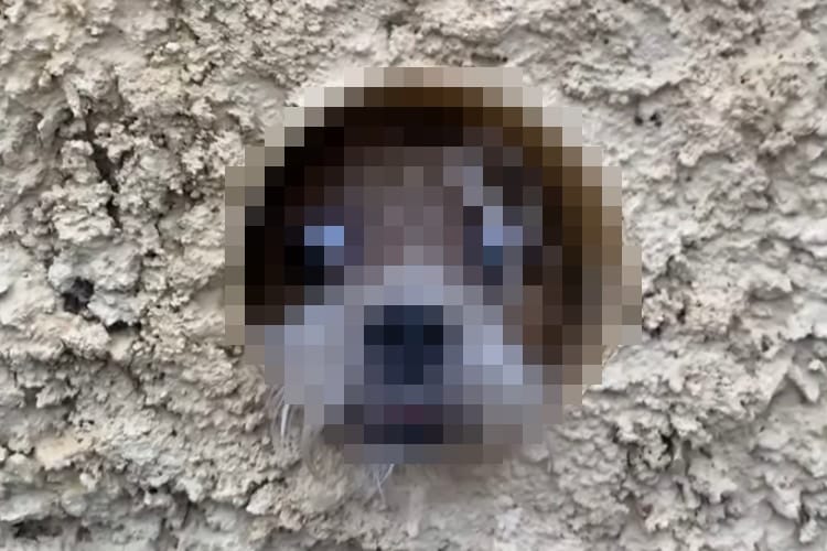 「お客様だよ～」塀の穴から外をのぞき見する犬。その姿はホラー映画『シャイニング』のあのシーンを彷彿させるものでした！