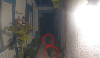 夜中に玄関から物音が・・・。防犯カメラを確認してみると、そこには『ある肉食獣』と思われる姿が映っていました！