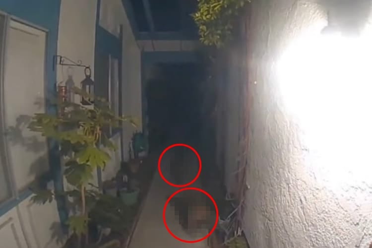 夜中に玄関から物音が・・・。防犯カメラを確認してみると、そこには『ある肉食獣』と思われる姿が映っていました！