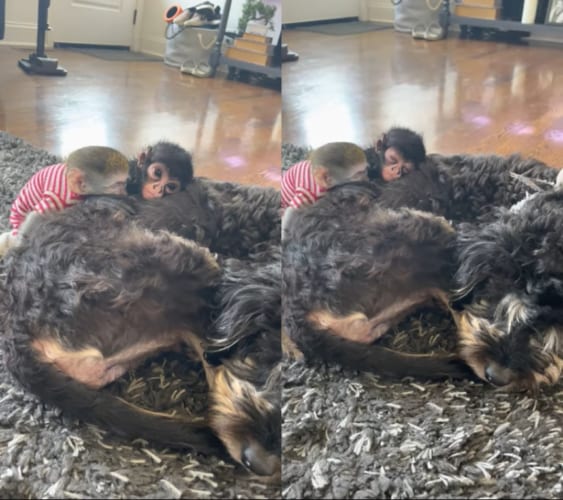 仲良くお昼寝しているちっちゃなクモザルとサバンナモンキーのこどもとバーンドゥードル。その姿はまるでぬいぐるみみたい！