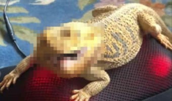 マッサージ機に乗るアゴヒゲトカゲ。クネクネした動きが楽しくらしく、その顔はにこやかに笑ってるみたい！