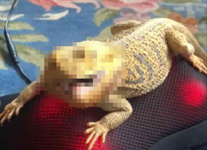 マッサージ機に乗るアゴヒゲトカゲ。クネクネした動きが楽しくらしく、その顔はにこやかに笑ってるみたい！