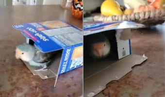 「こっちがいいかな～。あっちもいいな～」ふたつの箱、どちらも気に入り行ったり来たりする小鳥の姿がかわいい！