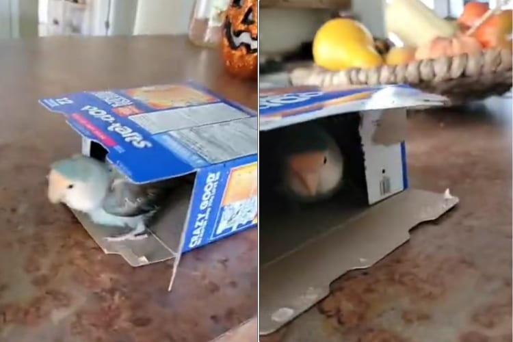 「こっちがいいかな～。あっちもいいな～」ふたつの箱、どちらも気に入り行ったり来たりする小鳥の姿がかわいい！