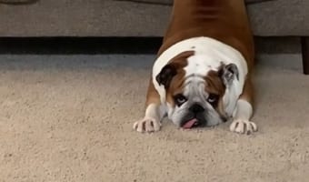 真顔なのもジワジワくる。ソファにいるブルドッグの態勢が、お城の上にある○○○○みたい！