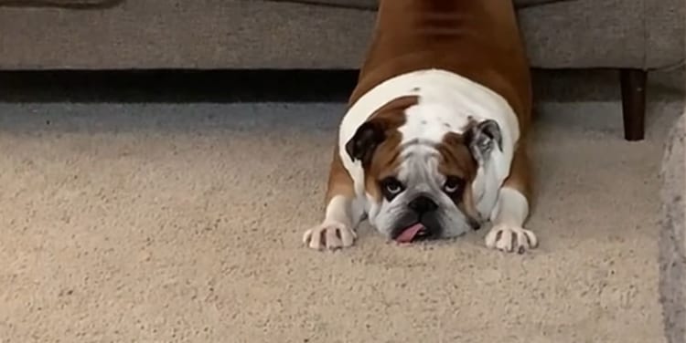 真顔なのもジワジワくる。ソファにいるブルドッグの態勢が、お城の上にある○○○○みたい！