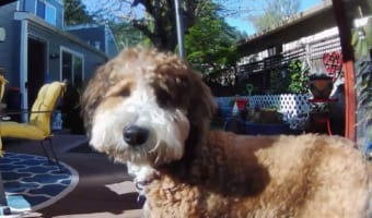 家族がいないから吠え放題!と思ったら・・・、カメラ越しにたしなめられてしまったお留守番中のバーニードゥードル
