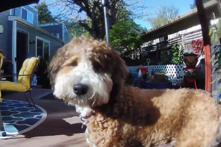 家族がいないから吠え放題！と思ったら・・・、カメラ越しにたしなめられてしまったお留守番中のバーニードゥードル