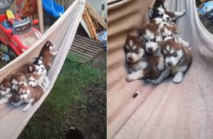 ハンモックに揺られるハスキーの子犬たち。モフモフが集まっているのがとってもかわいい！！
