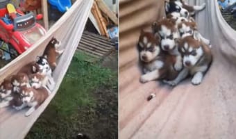 ハンモックに揺られるハスキーの子犬たち。モフモフが集まっているのがとってもかわいい！！