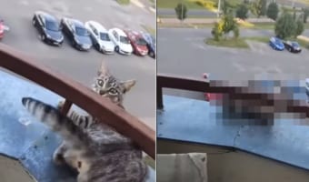 危機一髪!愛猫が、ベランダで飼い主さんもヒヤッとするスリリングな遊びに興じる