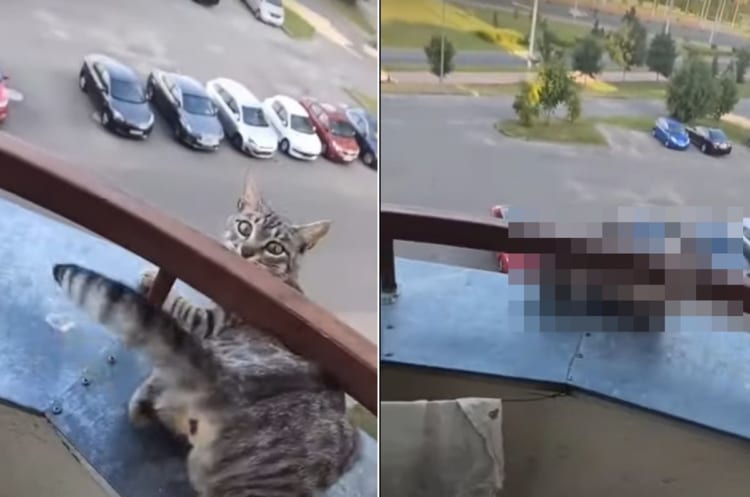 危機一髪！愛猫が、ベランダで飼い主さんもヒヤッとするスリリングな遊びに興じる