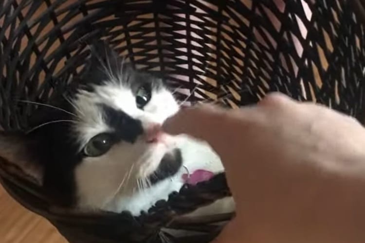 洗濯カゴに潜り込んで、飼い主さんにブランコしてもらうのが大好きな猫