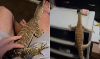 飼い主さんの膝の上からジャンプで移動しようとしたオオトカゲ。その結果、なんとも恥ずかしい姿を見せることになってしまったのです
