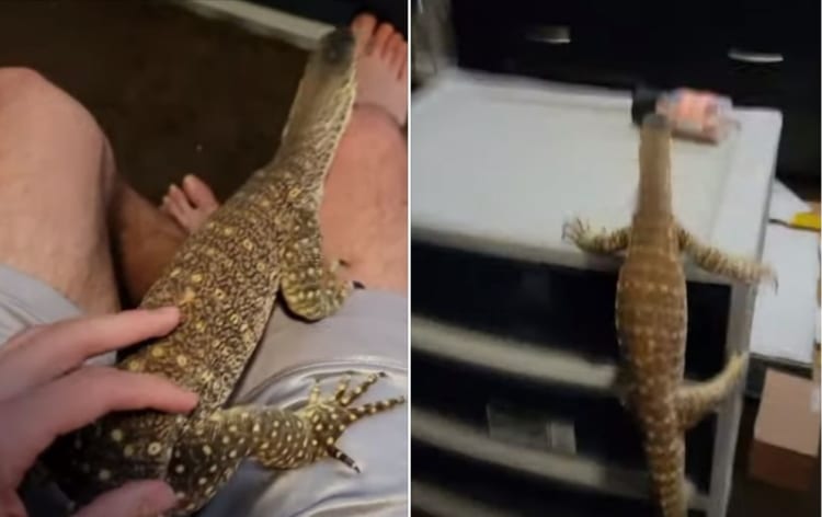 飼い主さんの膝の上からジャンプで移動しようとしたオオトカゲ。その結果、なんとも恥ずかしい姿を見せることになってしまったのです