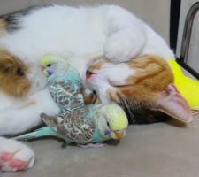 ぐっすり寝ている猫と、その猫を枕にしたりかたわらでスヤスヤ眠るインコたちの平和でかわいい寝姿