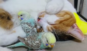 ぐっすり寝ている猫と、その猫を枕にしたりかたわらでスヤスヤ眠るインコたちの平和でかわいい寝姿