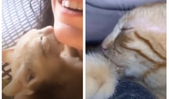 大好きな飼い主さんの顎に吸い付いていた子猫は、成長して自分の腕に吸い付くことを覚えました
