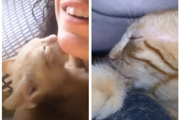 大好きな飼い主さんの顎に吸い付いていた子猫は、成長して自分の腕に吸い付くことを覚えました