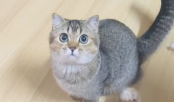 「お肉ちょうだい!その鶏肉ちょうだい!!」猫のおねだりが、あげないように堪えるのがとんでもなくキツそうなほどかわいい
