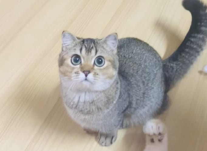 「お肉ちょうだい！その鶏肉ちょうだい！！」猫のおねだりが、あげないように堪えるのがとんでもなくキツそうなほどかわいい