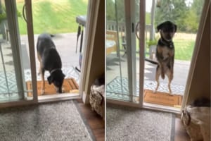 「早く開けてよ！え？開いてる？そんなこと言ってまた網戸あるんでしょ？！」網戸に先日突っ込んでいった愛犬は疑り深くなったようです