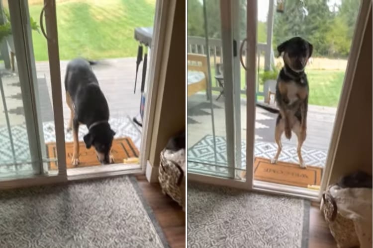 「早く開けてよ！え？開いてる？そんなこと言ってまた網戸あるんでしょ？！」網戸に先日突っ込んでいった愛犬は疑り深くなったようです