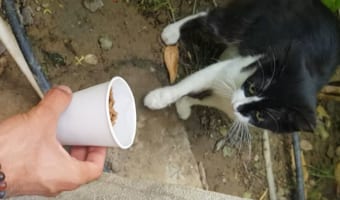 もしかしてなにかしてしまいましたか?とご機嫌を伺いたくなる・・・。猫に食事を差し出したら、思いっきり○○されてしまいました