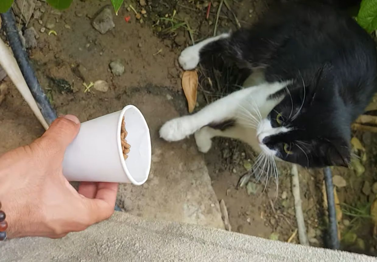 もしかしてなにかしてしまいましたか？とご機嫌を伺いたくなる・・・。猫に食事を差し出したら、思いっきり○○されてしまいました