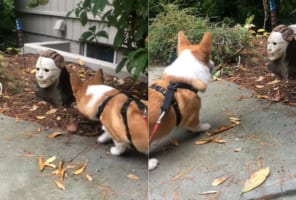 お散歩中のコーギー。目の前にあらわれたハロウィーンの飾りつけにビックリ！！勇気を出して威嚇をしますが・・・それはモニュメントだから動かないよ？