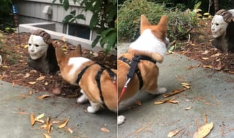 お散歩中のコーギー。目の前にあらわれたハロウィーンの飾りつけにビックリ!!勇気を出して威嚇をしますが・・・それはモニュメントだから動かないよ?