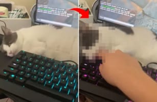 「今はあたしと遊ぶ時間ニャ！」ゲームで遊ぼうとすると、自分に構え！とばかりに愛猫が物理的に手や口を出してきました