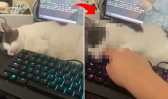 「今はあたしと遊ぶ時間ニャ!」ゲームで遊ぼうとすると、自分に構え!とばかりに愛猫が物理的に手や口を出してきました