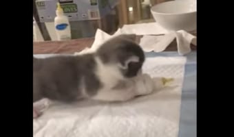 哺乳瓶からミルクをもらえると覚えた賢い子猫。哺乳瓶を見付けるてテンションが爆上がりしています