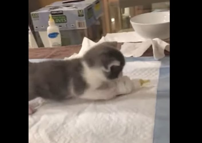 哺乳瓶からミルクをもらえると覚えた賢い子猫。哺乳瓶を見付けるてテンションが爆上がりしています