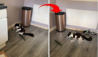 まるでマイケル・ジャクソン？！キュウリを怖がった猫が見せたのは『あの動き』でした！！
