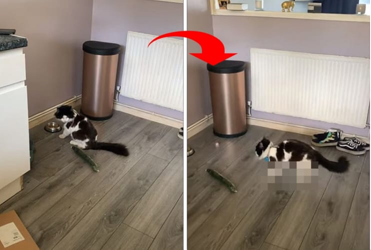 まるでマイケル・ジャクソン？！キュウリを怖がった猫が見せたのは『あの動き』でした！！