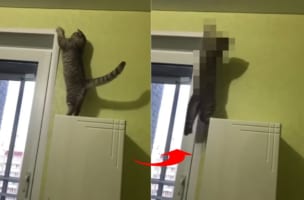 「そんなバカニャ～！！」ドアの横枠につかまろうとした好奇心旺盛な猫。すると次の瞬間まさかのハプニングが！！