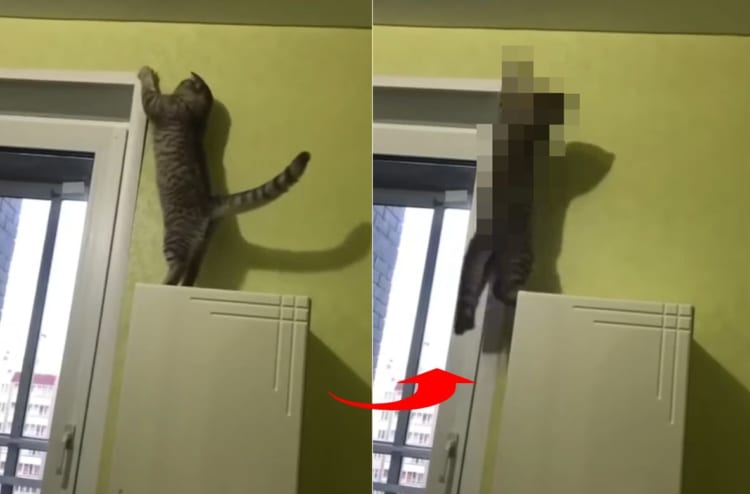 「そんなバカニャ～！！」ドアの横枠につかまろうとした好奇心旺盛な猫。すると次の瞬間まさかのハプニングが！！