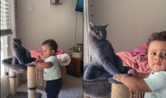 猫と一緒に遊びたい赤ちゃん、しかし猫は対応に困ってしまい困り顔
