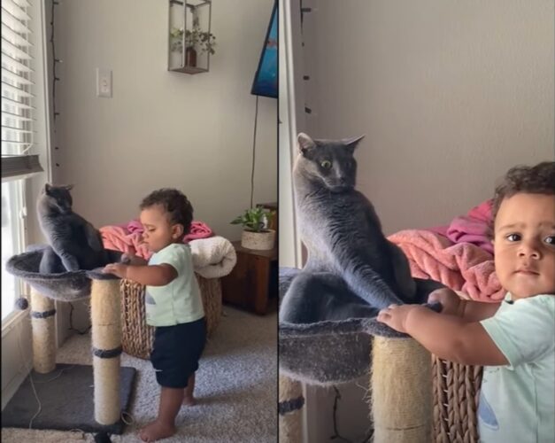 猫と一緒に遊びたい赤ちゃん、しかし猫は対応に困ってしまい困り顔