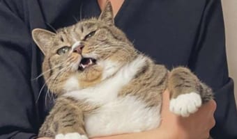 抱き上げられた体の大きな猫。そのフォルムを見て飼い主さんも「猫ってこんなに長方形だったっけ？」と困惑