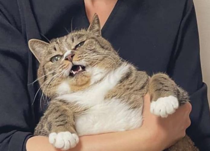 抱き上げられた体の大きな猫。そのフォルムを見て飼い主さんも「猫ってこんなに長方形だったっけ？」と困惑