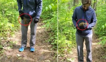 ハイキング中にあらわれた2匹の野生のリス！なんといきなり男性に懐いた！？人懐っこすぎるリスたちの驚きの映像