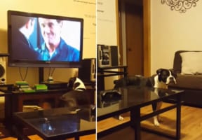 飼い主さんとケンカ中のボストンテリア。映画観賞中の飼い主さんに対して取った、まさかまさかの行動とは！！